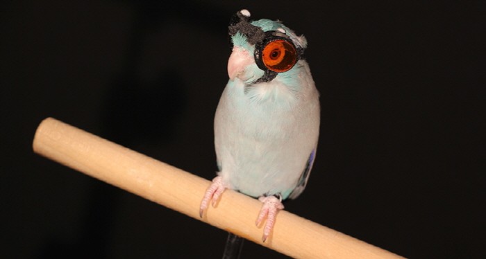 작은 새를 위한 3D프린터 고글