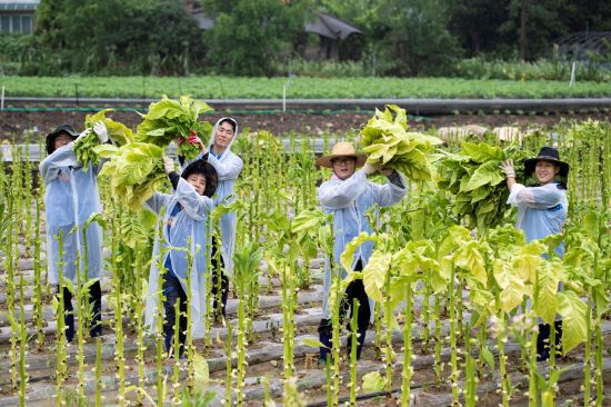 KT&G, 경북 문경 잎담배 수확 봉사-14년째 농민과 꾸준한 상생 실천