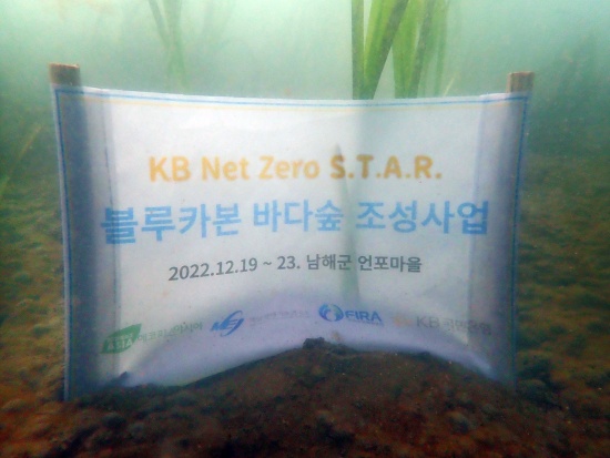 KB국민은행, 경남 남해군 일대에 'KB Net Zero S.T.A.R. 블루카본 바다숲' 조성