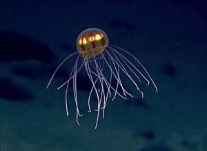 SF같은…심해에서 발견한 신종 해파리